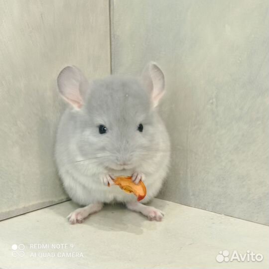 Шиншилла голубой бриллиант носитель ангоры