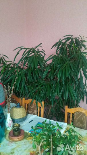 Комнатные растения