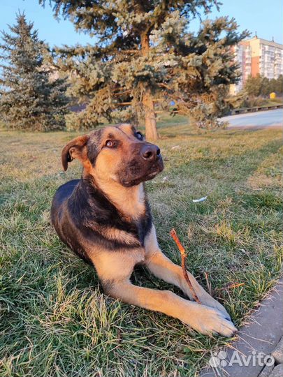 Храбрый собакевич