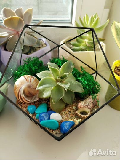 Флорариум икосаэдр