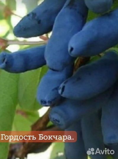 Жимолость Гордость Бокчара. Саженцы