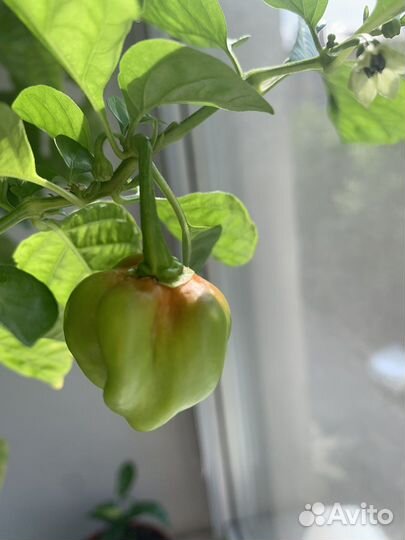 Перец очень острый Хабанеро куст