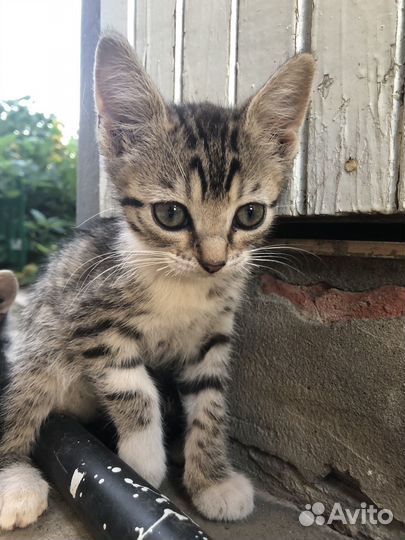 Котята пасхальные