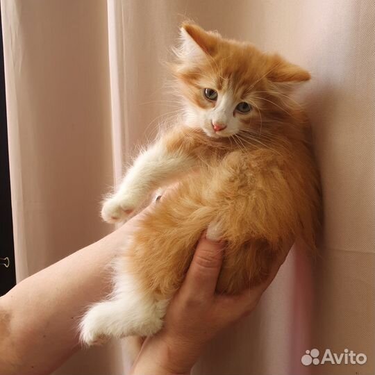 Котик 2 месяца