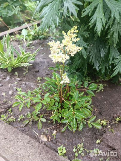 Астильба mini