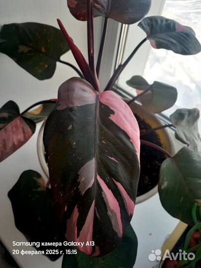 Филодендрон розовая принцесса