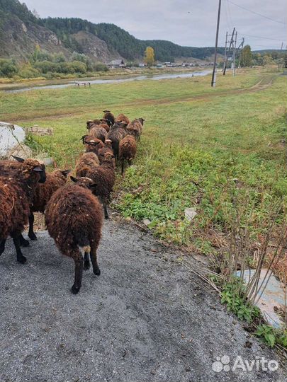 Овцы бараны ягнята оптом