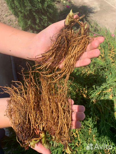 Саженцы клубники фриго