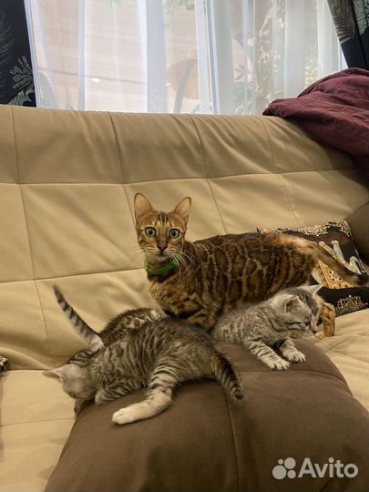 Бенгальские котята