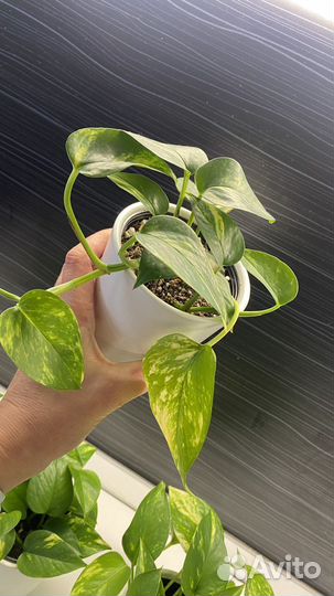 Сциндапсус