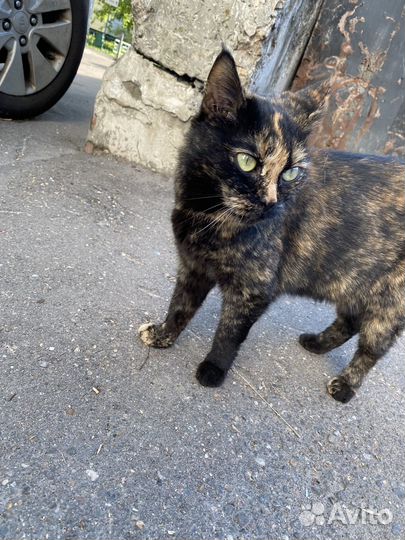 Кошка ласковая в дар