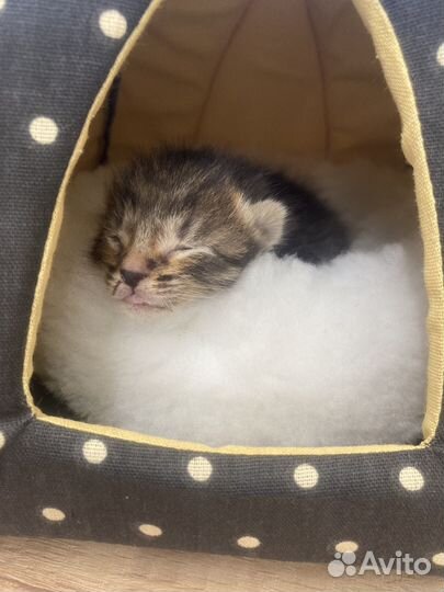 Котенок мальчик бесплатно