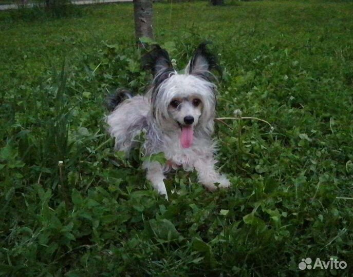 Вязка китайская хохлатая