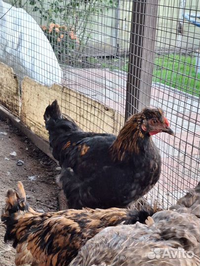 Молодые домашние петухи