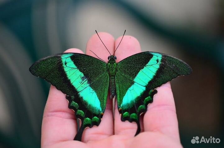 Бабочка палинур (эльф)