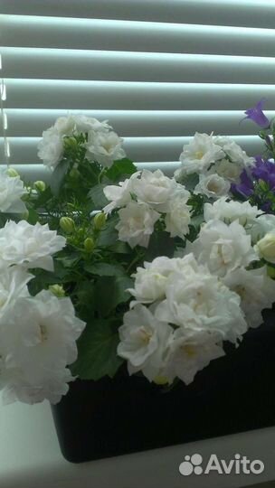 Кампанула махровая