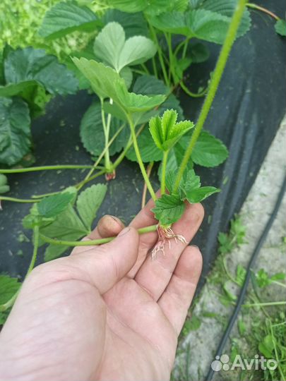 Рассада клубники