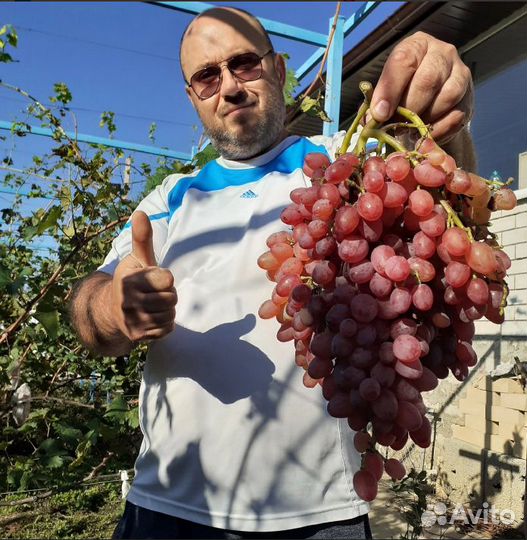 Саженцы винограда