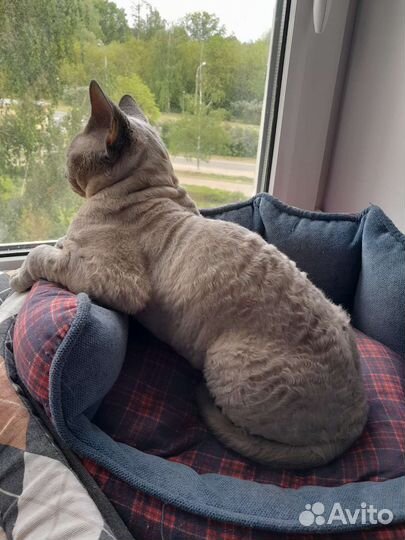 Девон рекс вязка