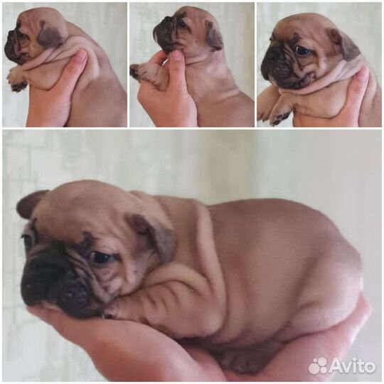 Дети голубых кровей