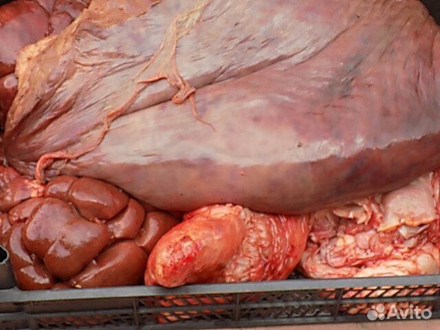 Говядина, субпродукты для собак