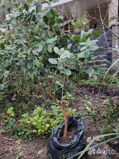 Фейхоа саженцы разные размеры