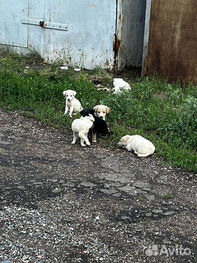 Щенки двортерьера )