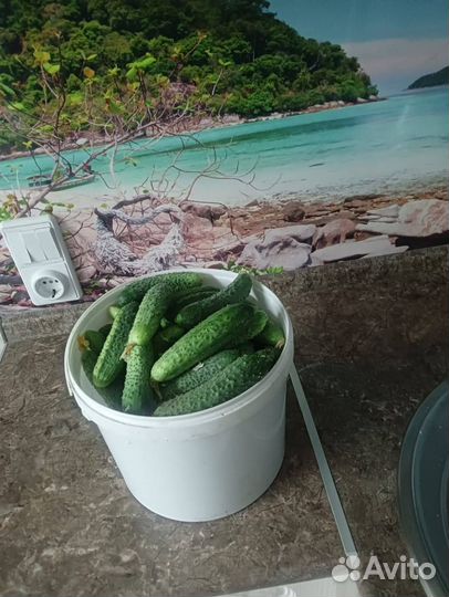 Огурцы