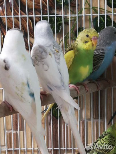 Волнистый попугай, птенцы, клетка