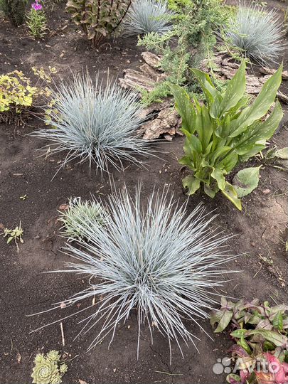 Овсянница сизая (большие кочки)