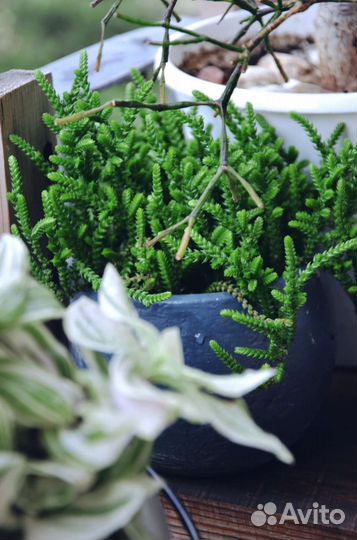 Бегония макулата крассула плауновидная