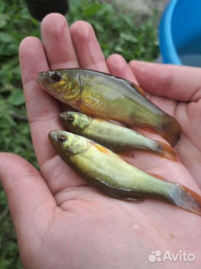 Рыба для пруда