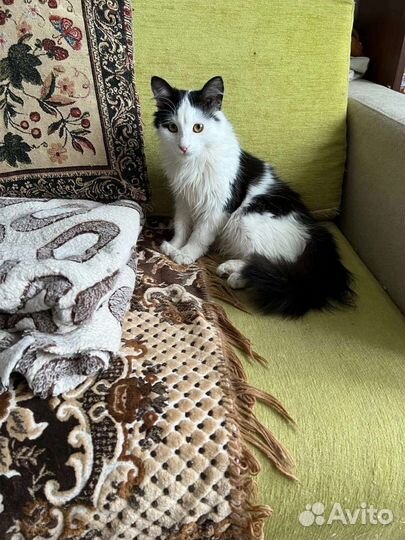 Шустрик в добрые руки