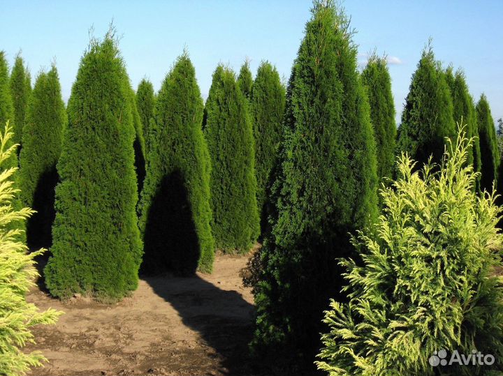 Туя екстра класса