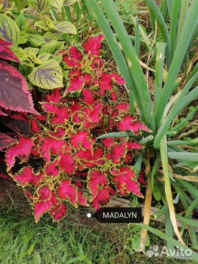 Сортовые вегетативные колеусы