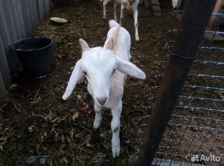 Продаётся козлик