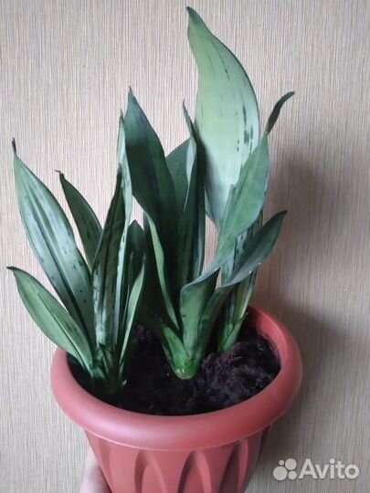 Комнатные цветы, Санса муншайн мутант бразилиан