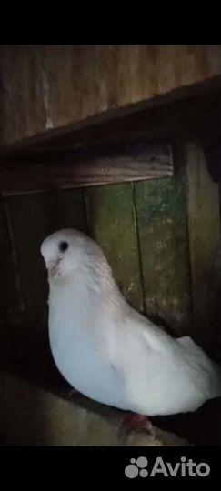 Голуби