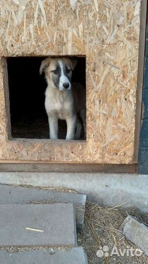 Собака мальчик и девочка бесплатно