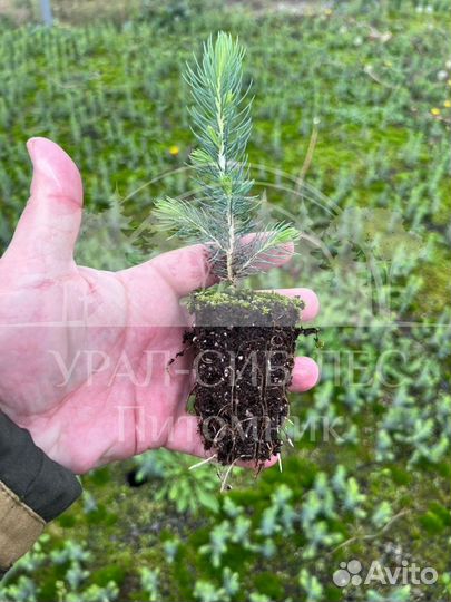 Голубая ель с зкс сеянцы