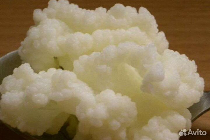 Кефирный гриб