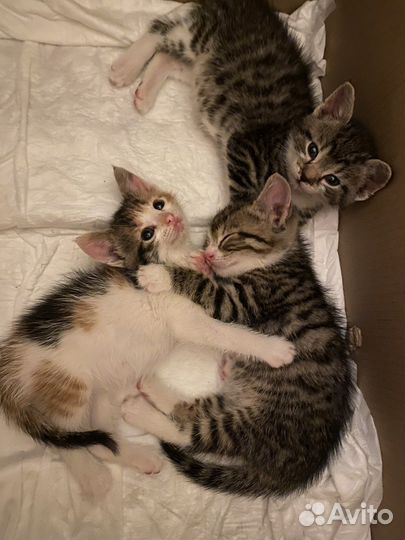 Котята чистые в добрые руки бесплатно