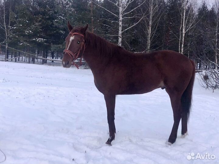 Чистокровная верховая