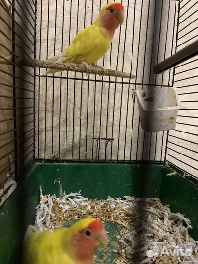 Попугаи неразлучники корелла