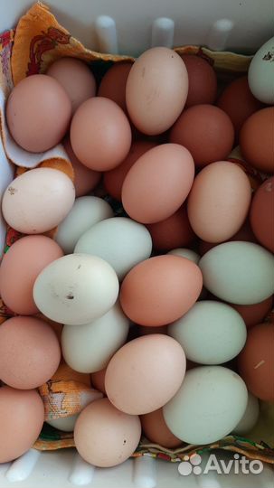 Яйцо куриное