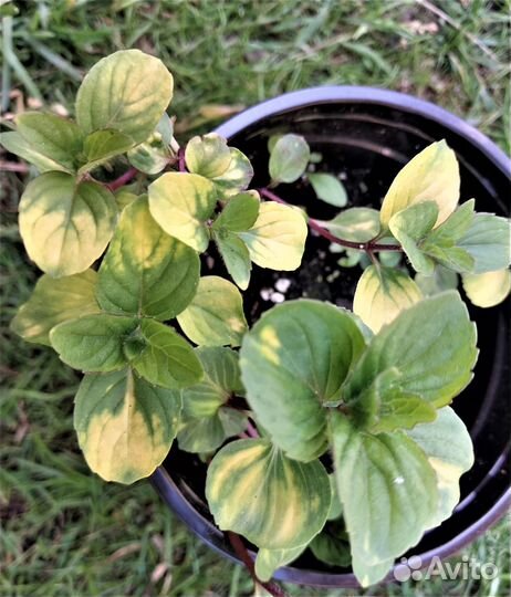 Мята 20 сортов Клубничная и др