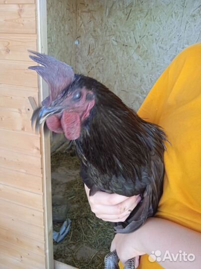 Петух ухейилюй молодой