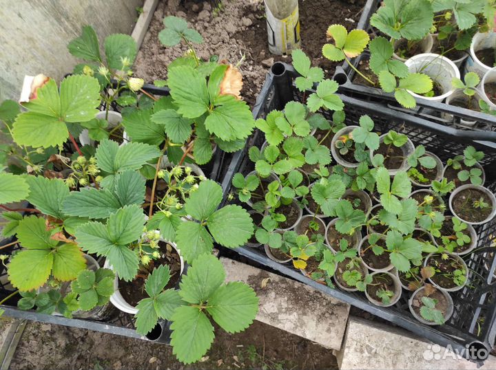 Клубника ремонтантная