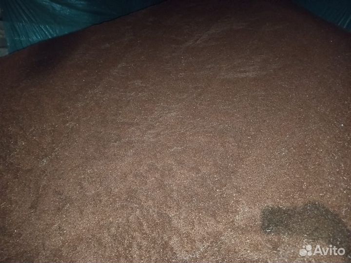 Продам лён масличный «Северный» на семена