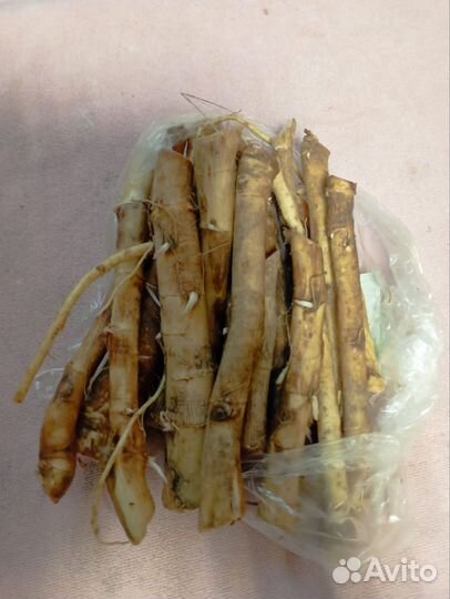 Корень хрена